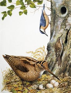 Skogsfåglar av R.B. Davis