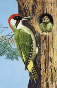 Hackspett (gouache på papper) av R.B. Davis