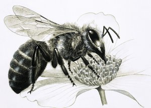 Arbetarbiet samlar nektar från blomman