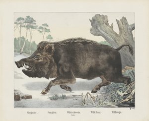 cinghiale. / Sanglier. / vildsvin. / mace. / Vildsvin. / Wild Wine (titel på objekt) av R. Schulz
