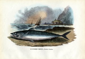 Atlantisk makrill, 1863-79 av Raimundo Petraroja