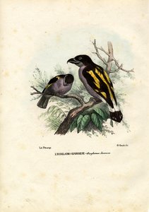Broadbills, 1863-79 av Raimundo Petraroja