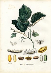 Fjärilar, 1863-79
