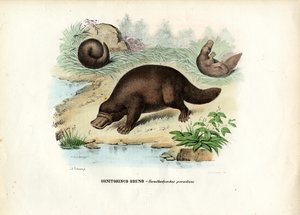 Duck-Billed Platypus, 1863-79 av Raimundo Petraroja