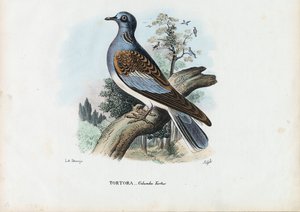 Europeisk turturduva, 1863-79 av Raimundo Petraroja