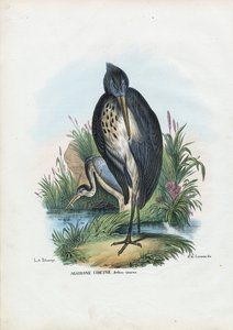 Gråhäger, 1863-79 av Raimundo Petraroja