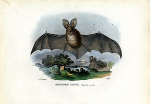 Grå långörad fladdermus, 1863-79 av Raimundo Petraroja
