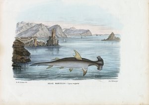 Hammarhead, 1863-79 av Raimundo Petraroja
