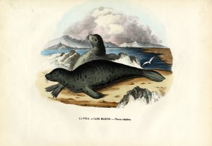 Knubbsäl, 1863-79 av Raimundo Petraroja