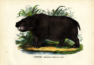 Flodhäst, 1863-79 av Raimundo Petraroja