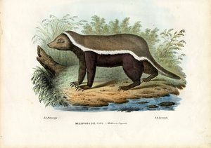 Honungsgrävling, 1863-79 av Raimundo Petraroja