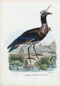 Horned Screamer, 1863-79 av Raimundo Petraroja