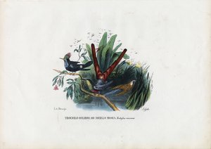 Kolibrier, 1863-79 av Raimundo Petraroja