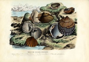Musslor, 1863-79
