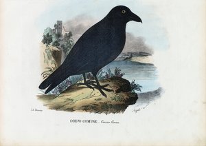 Korpen, 1863-79 av Raimundo Petraroja
