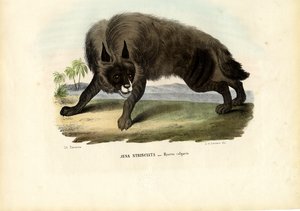 Randig hyena, 1863-79 av Raimundo Petraroja