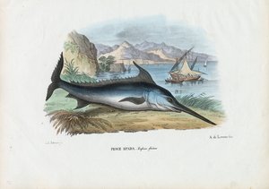 Svärdfisk, 1863-79 av Raimundo Petraroja
