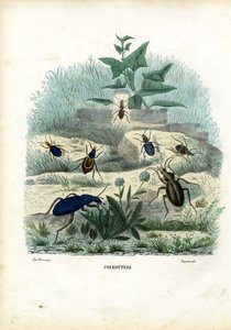 Tigrar och jordbaggar, 1863-79