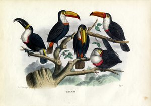 Tukaner, 1863-79 av Raimundo Petraroja