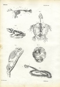 Sköldpadda, 1863-79 av Raimundo Petraroja