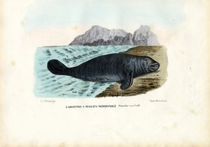 West Indian Manatee, 1863-79 av Raimundo Petraroja