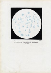 Hjuldjur, 1863-79 av Raimundo Petraroja