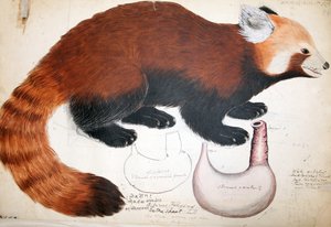 Hodgson Manuscripts Red Panda, 1831-47 (wc, penna och bläck och penna på papper) av Raj Man Singh
