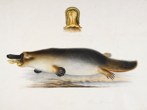 Ett anknäbb vid en pool, med en detalj av dess näbb, c.1820