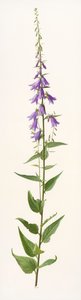 Adenophora species (olja på papper) av Raymond Booth