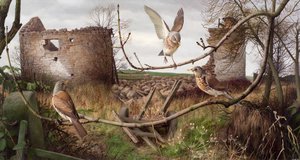 Åkerfåglar vid Eccup, West Yorkshire av Raymond Booth