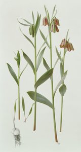 Fritillaria Hermonis Amana av Raymond Booth