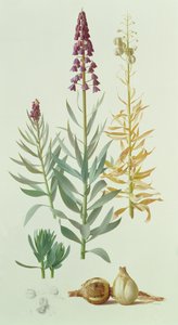 Fritillaria Persica