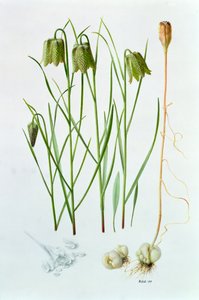 Fritillaria whittallii av Raymond Booth