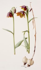 Fritillaria daviesii av Raymond Booth
