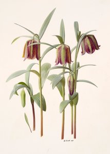 Fritillaria kotschyana av Raymond Booth