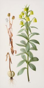 Fritillaria pallidiflora av Raymond Booth