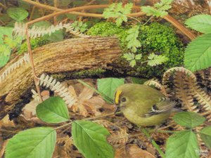 Gold Crest, 2000 (olja på pannå)