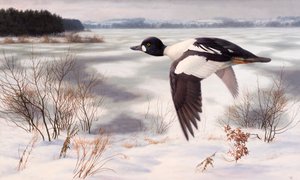 Goldeneye i ett vinterlandskap