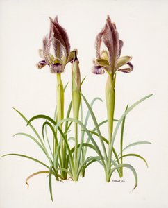 Iris acutiloba (olja på papper)