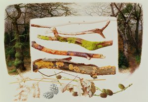 Föremål från vinterskogen, 2000 (olja på papper) av Raymond Booth