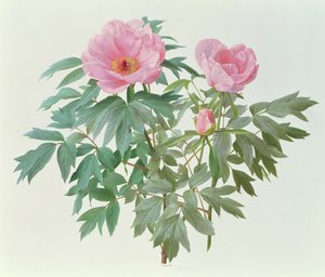 Japanskt träd Paeony av Raymond Booth