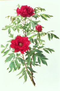 Japanskt träd Paeony