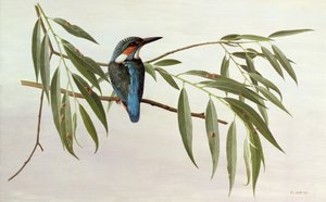 Kungsfiskare av Raymond Booth