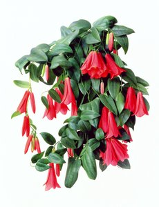 Lapegeria Rosea av Raymond Booth