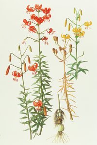 Lilium amabile av Raymond Booth