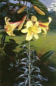 Lilium Gyllene klarion