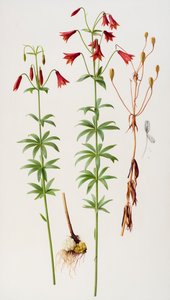 Lilium grayi av Raymond Booth