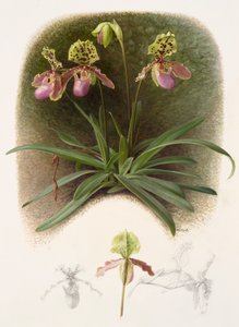 Paphiopedilium henryi (olja på papper) av Raymond Booth