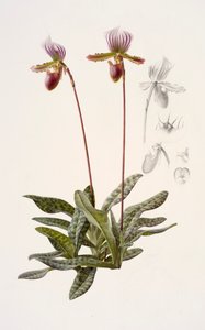 Paphiopedilum barbatum (olja på papper)