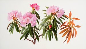 Rhododendron av Raymond Booth